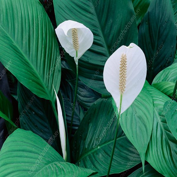 HP-SPATHIPHYLLUM MAUNA LOA - Image 3