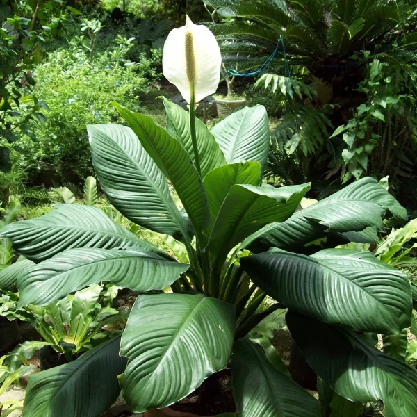 HP-SPATHIPHYLLUM MAUNA LOA - Image 4