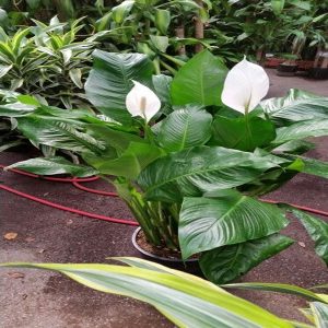 HP-SPATHIPHYLLUM MAUNA LOA