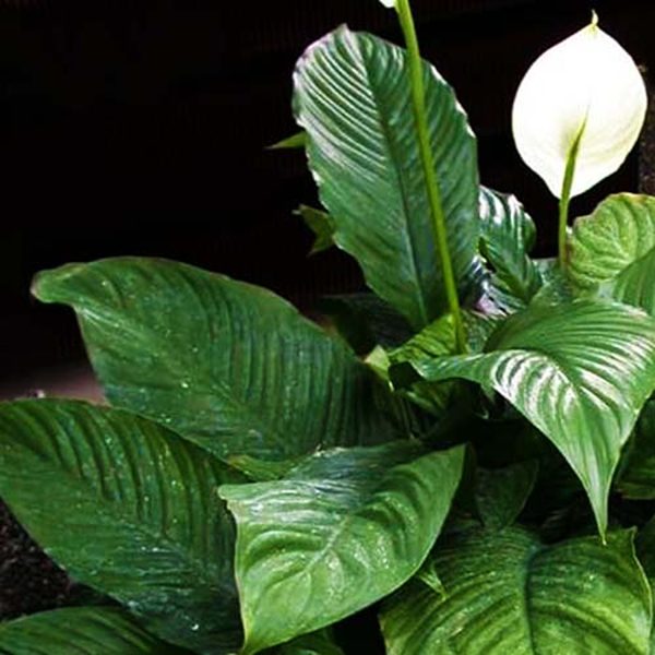 HP-SPATHIPHYLLUM MAUNA LOA - Image 5