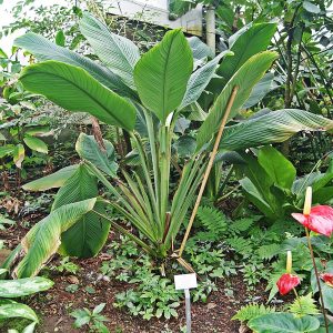 HP-SPATHIPHYLLUM SPECIES
