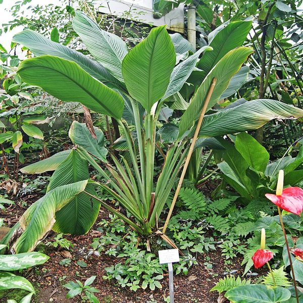 HP-SPATHIPHYLLUM SPECIES - Image 2