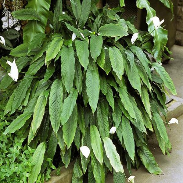 HP-SPATHIPHYLLUM SPECIES - Image 3