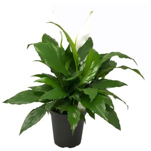 HP-SPATHIPHYLLUM SPECIES
