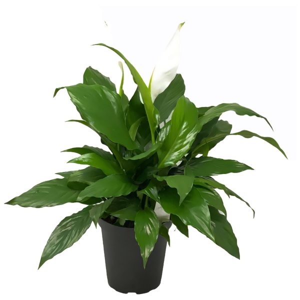 HP-SPATHIPHYLLUM SPECIES