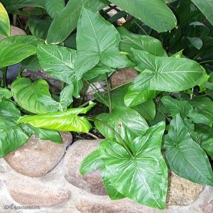 HP-SYNGONIUM P. ALBOLINEATUM