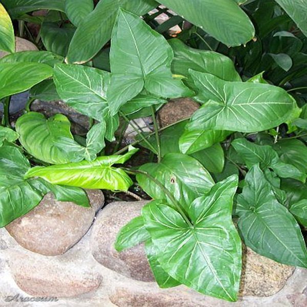 HP-SYNGONIUM P. ALBOLINEATUM - Image 2