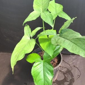 HP-SYNGONIUM P. ALBOLINEATUM