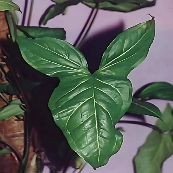 HP-SYNGONIUM P. ALBOLINEATUM - Image 3