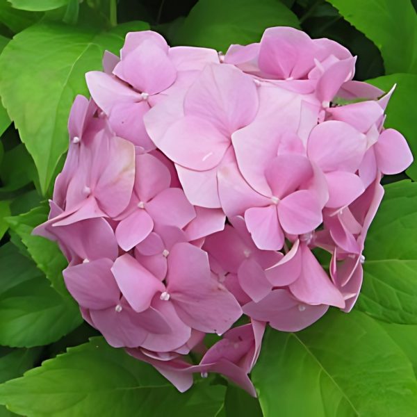 HYDRANGEA MACROPHYLLA ALTONA - Image 3