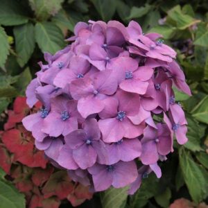 HYDRANGEA MACROPHYLLA ALTONA