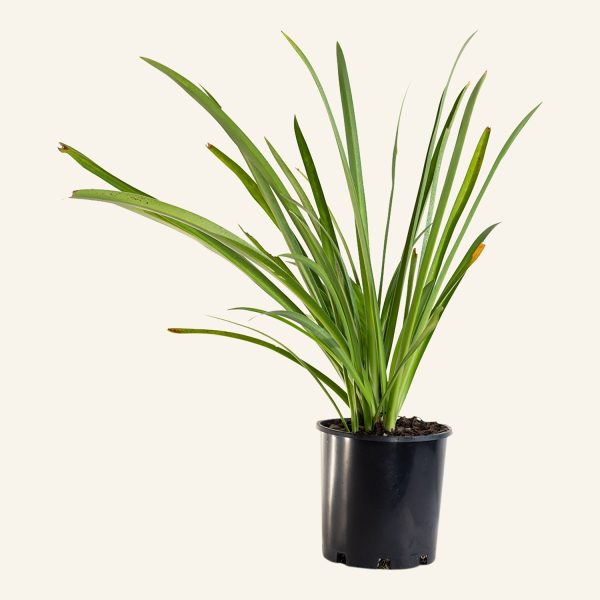 HYMENOCALLIS LITTORALIS