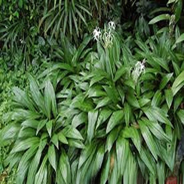 HYMENOCALLIS LITTORALIS - Image 4