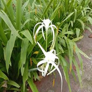 HYMENOCALLIS LITTORALIS