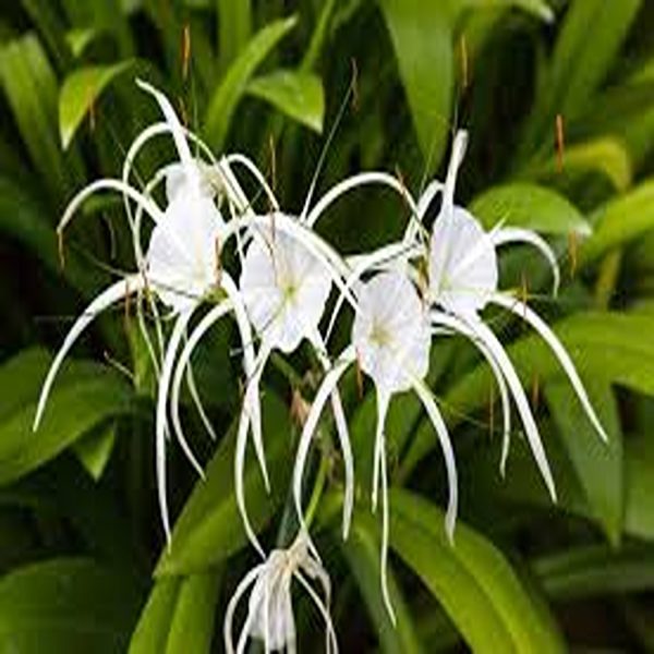 HYMENOCALLIS LITTORALIS - Image 3