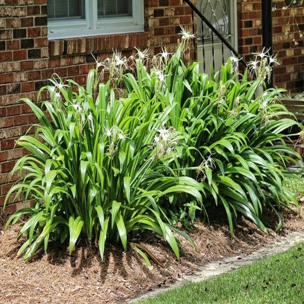HYMENOCALLIS SPECIOSA - Image 5