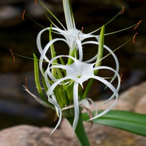 HYMENOCALLIS SPECIOSA
