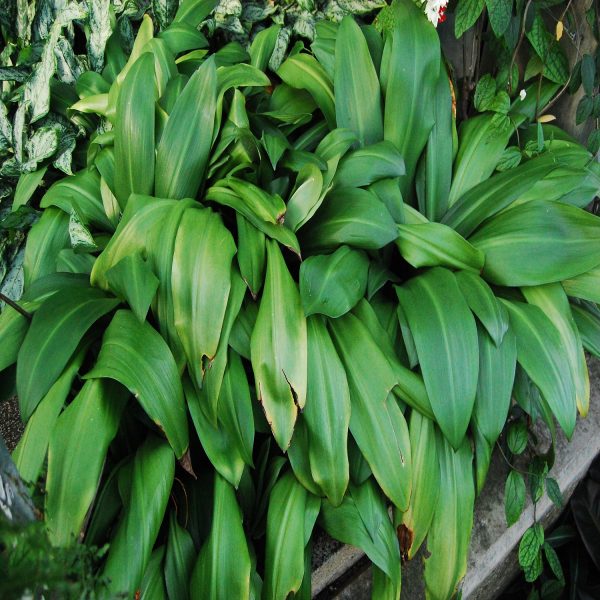 HYMENOCALLIS SPECIOSA - Image 3
