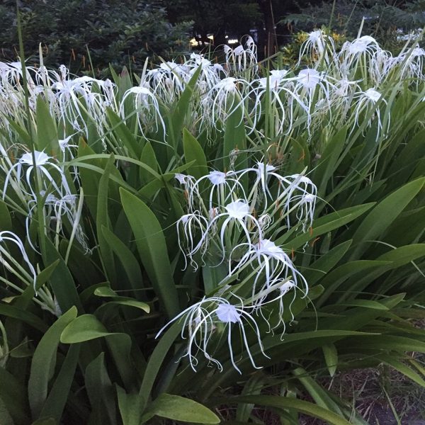 HYMENOCALLIS SPECIOSA - Image 4