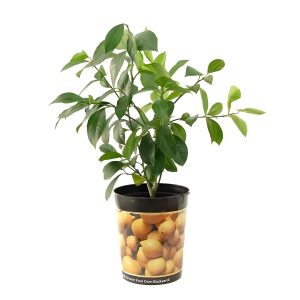 CITRUS ACIDICA