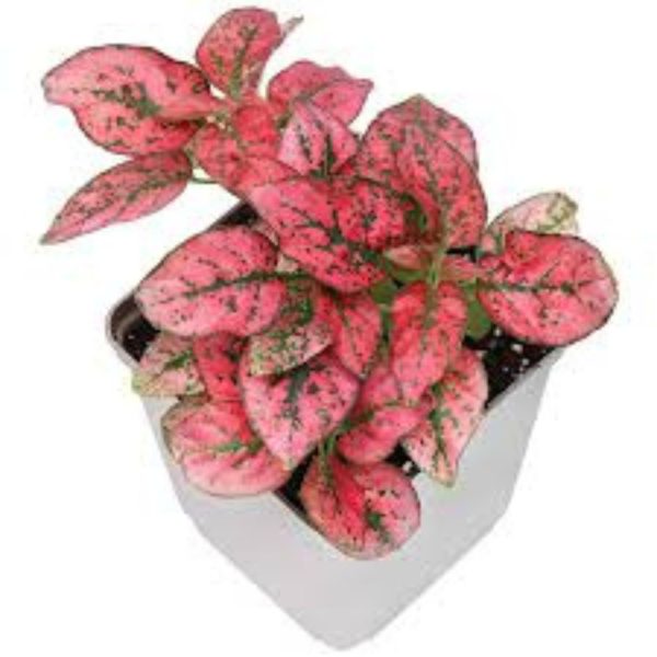HYPOESTES - Image 3