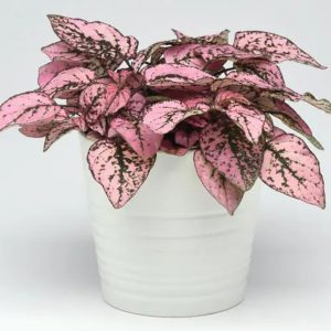 HYPOESTES