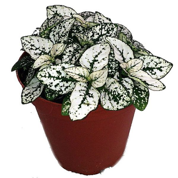 HYPOESTES - Image 5