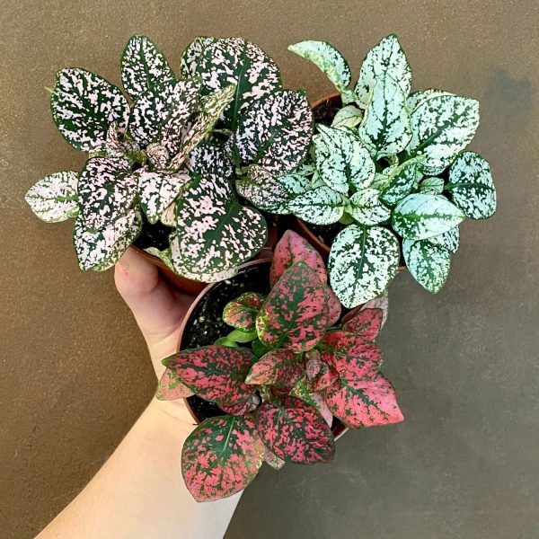 HYPOESTES - Image 4