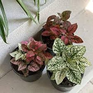 HYPOESTES