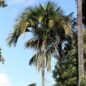 HOWEA BELMOREANA