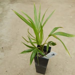 PHP-HOWEA BELMOREANA