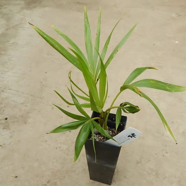 PHP-HOWEA BELMOREANA