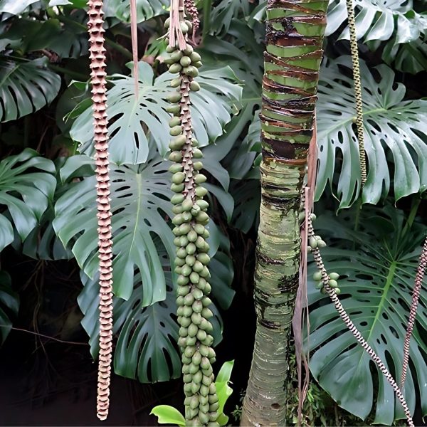 HOWEA BELMOREANA - Image 3