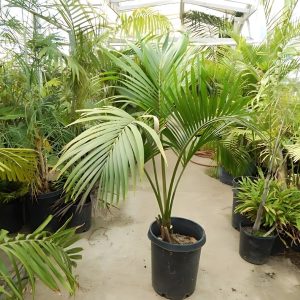 PHP-HOWEA BELMOREANA