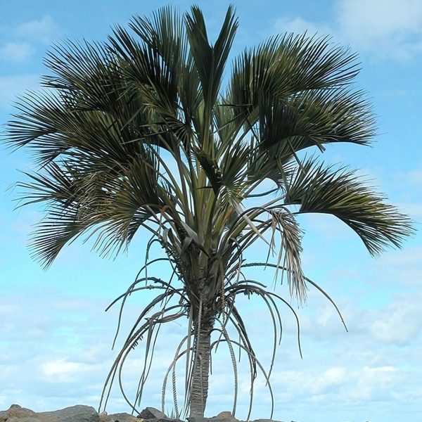 PHP-HOWEA BELMOREANA - Image 5
