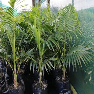 PHP-HOWEA FORSTERIANA