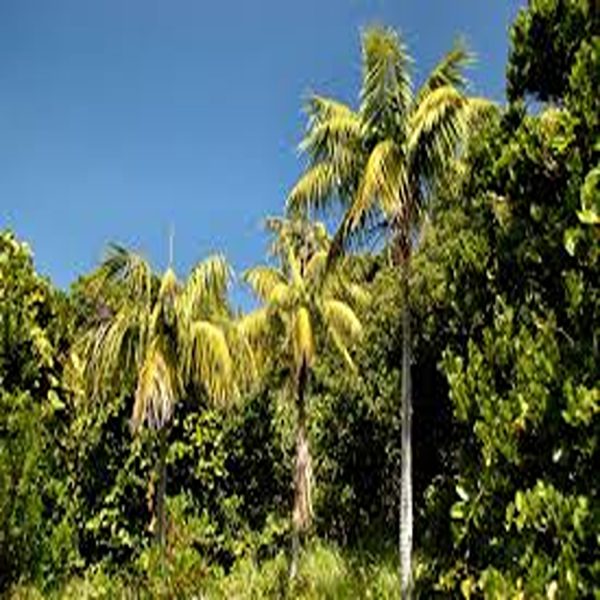 PHP-HOWEA FORSTERIANA - Image 3