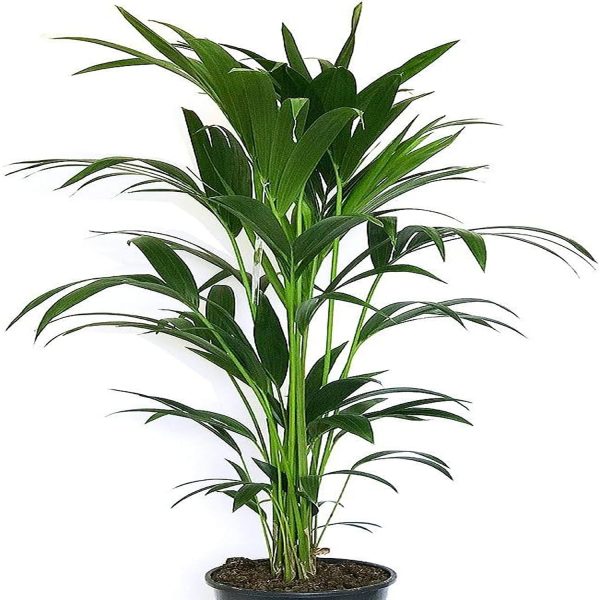 PHP-HOWEA FORSTERIANA - Image 4