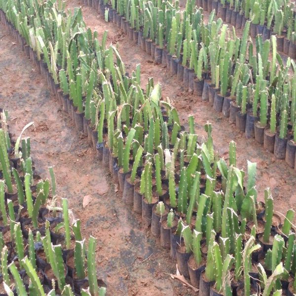 HYLOCEREUS UNDATUS - Image 3