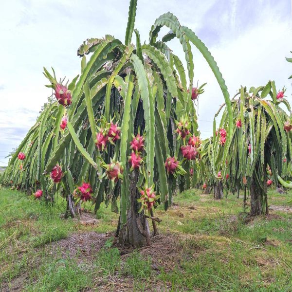 HYLOCEREUS UNDATUS - Image 4