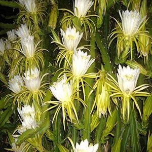 HYLOCEREUS UNDATUS