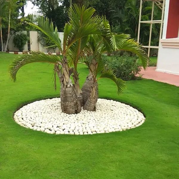 HYOPHORBE INDICA - Image 5