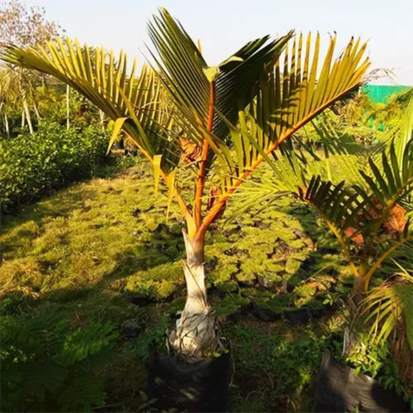 HYOPHORBE INDICA - Image 4