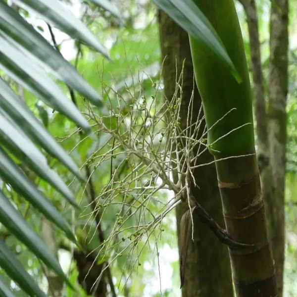 HYOPHORBE INDICA - Image 3
