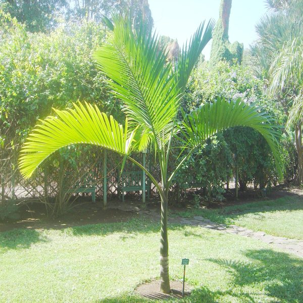HYOPHORBE INDICA - Image 2