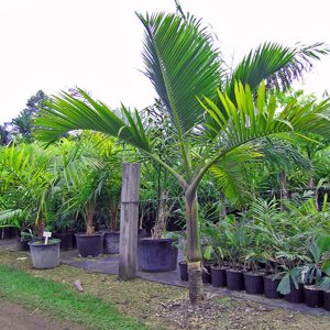 HYOPHORBE INDICA