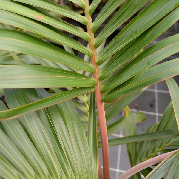 HYOPHORBE LAGENICAULIS - Image 4