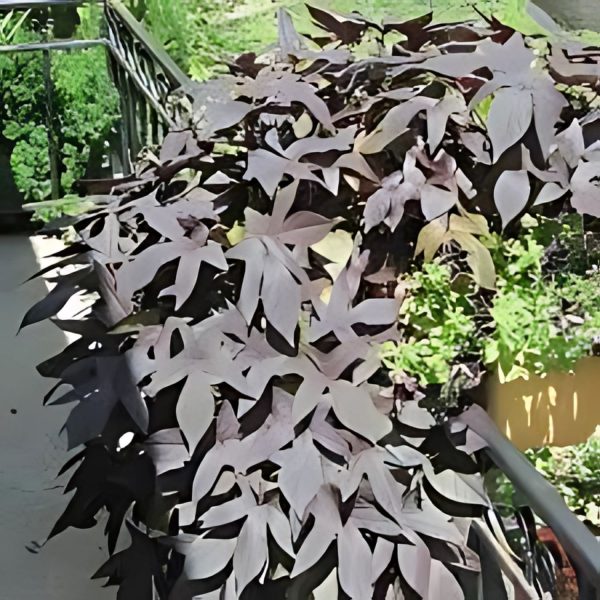 IPOMEA BATATAS BLACKIE - Image 3
