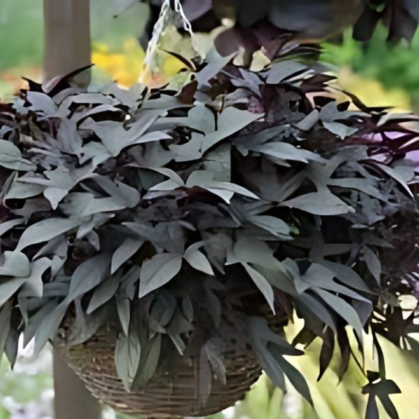 IPOMEA BATATAS BLACKIE