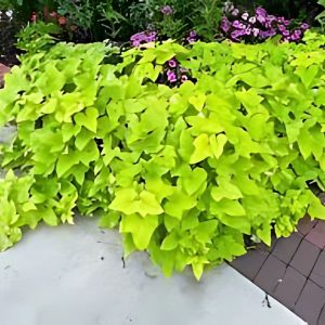 IPOMEA BATATAS MAR.